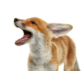 Cute fox cub isolated on white