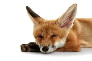 Beautiful fox cub lying isolated on white
