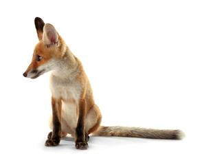 Little fox cub sitting isolated on white
