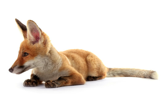 Beautiful fox cub lying isolated on white