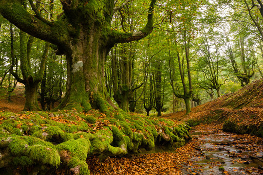 FOREST IN AUTUMN