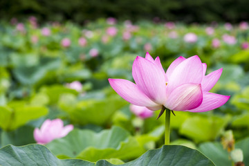 Obraz premium ピンクの蓮の花