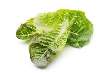 Oak Leaf lettuce isolated on white background.