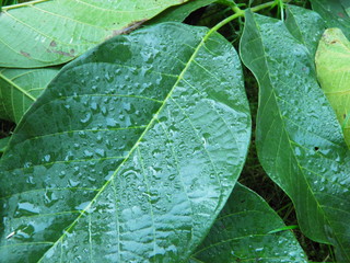 Mokre liście orzecha włoskiego © fotograf111