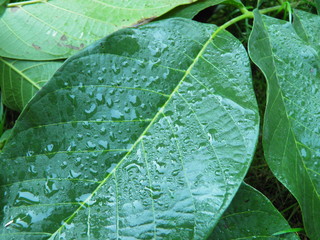 Mokre liście orzecha włoskiego © fotograf111