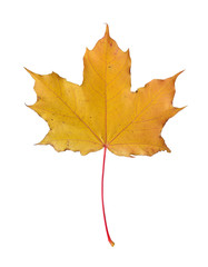 Naklejka na ściany i meble Yellow maple leaf