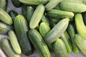 Летний урожай огурцов