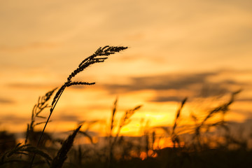 silhouette the grass at sunset