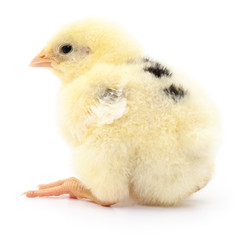 Small yellow chicken