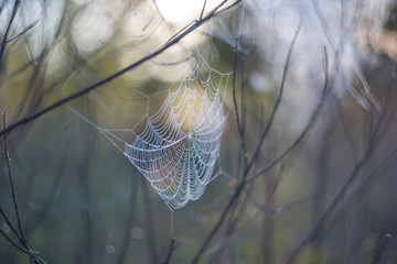 spider web in a water drops at the early morning