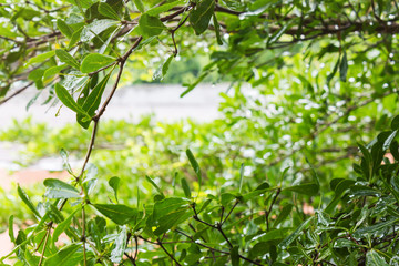 rain drop on green leaf nature greenery background