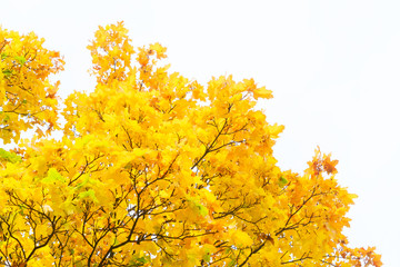 Vibrant fall yellow golden maple tree foliage border