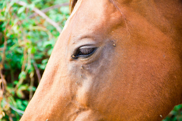 horse with lots of fly in face