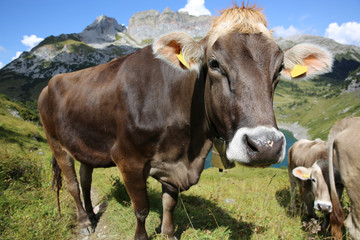 Naklejka na ściany i meble Kühe in den Schweizer Alpen