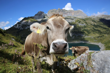 Fototapeta na wymiar Kühe in den Schweizer Alpen