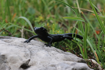 Salamander