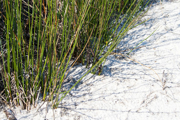 Green grass on the white sand.