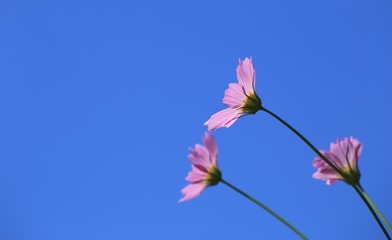 秋空と可憐なコスモス
