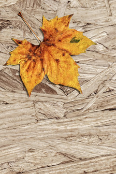 Dray Maple Leaf On Grunge Wooden Chipboard Background