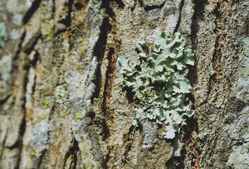 lichen