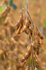 Ripe soybean plant
