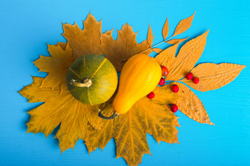 Autumn Still. Pumpkins, yellow leaves and berries. On the blue fone.Top view. Flat lay