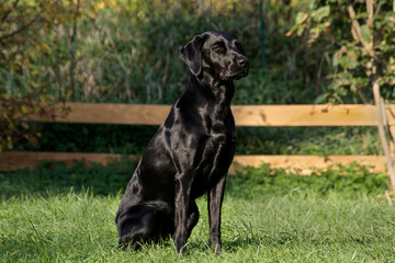  Labrador