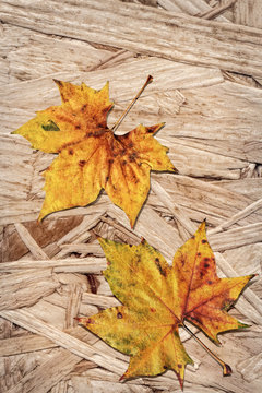 Dray Maple Leaves On Grunge Wooden Chipboard Background