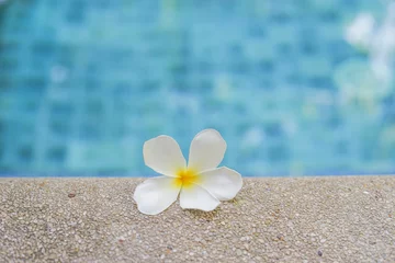 Zelfklevend Fotobehang witte plumeria met vervaging zwembad achtergrond © Ratana21