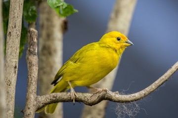 Saffron Finch (Sicalis flaveola)