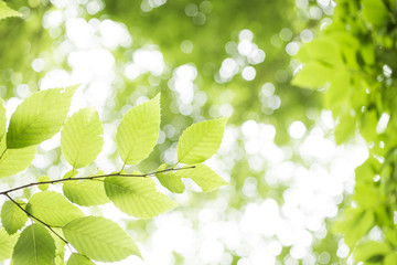 Fototapeta na wymiar イヌシデの緑の葉