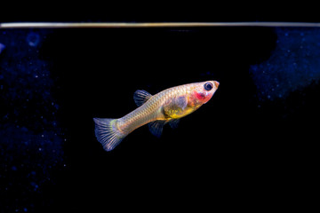 Colorful Guppy Fish in dark background