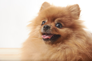 Obraz premium pomeranian dog sitting on wooden table