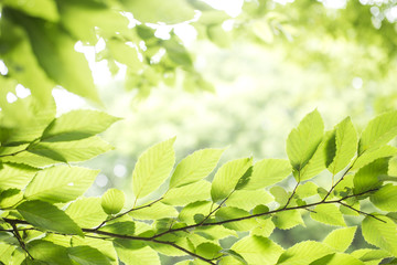 Fototapeta na wymiar イヌシデの緑の葉