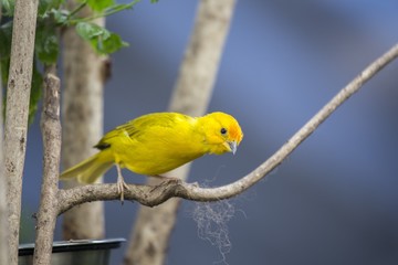 Saffron Finch (Sicalis flaveola)