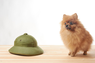 pomeranian dog sitting on wooden table