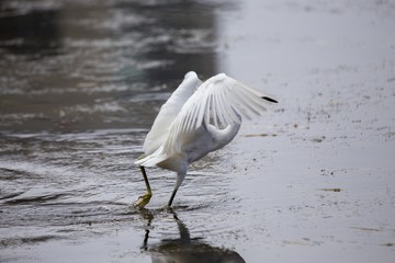 Snowy Egret (Egretta thula)