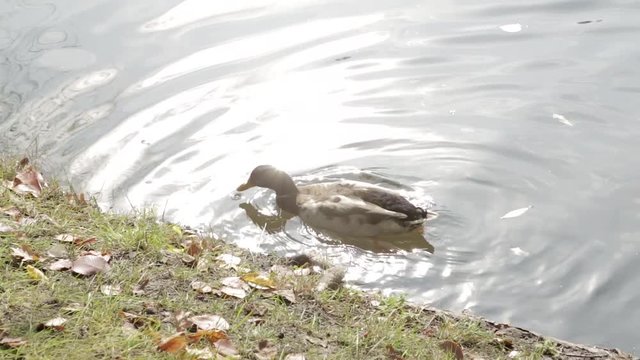 Duck swims and dives in the pond near the shore