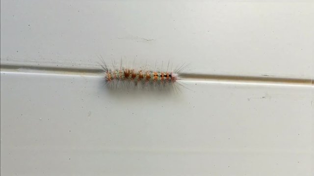 Crawling caterpillar on a white wall