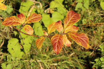autumn, leaves, lilac, red, yellow, veins, background, texture