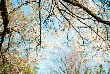Charming white flowers of magnolia tree. Spring in Lviv, Ukraine