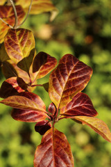 autumn, leaves, lilac, red, yellow, veins, background, texture