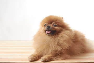 Fototapeta na wymiar pomeranian dog sitting on wooden table