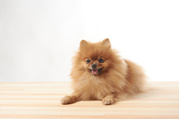pomeranian dog sitting on wooden table