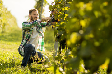 Man in a vineyard