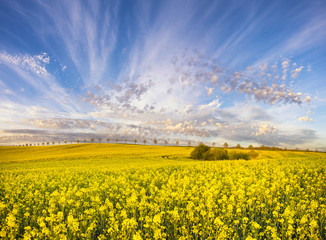 Fototapeta Piękne ,wiosenne pole,kwitnący rzepak i błękitne,dynamiczne niebo obraz