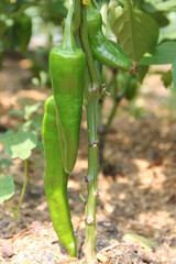 зеленая рассада и плоды перца