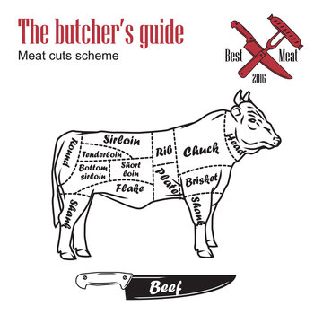 Butcher guide vector illustration. Cut scheme beef. Cow meat vintage