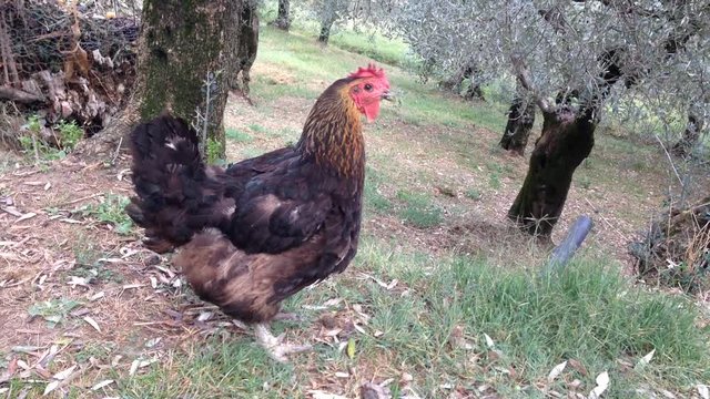 Gallo nella fattoria