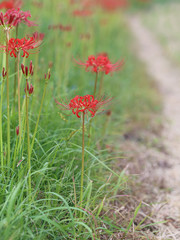 彼岸花　赤い花